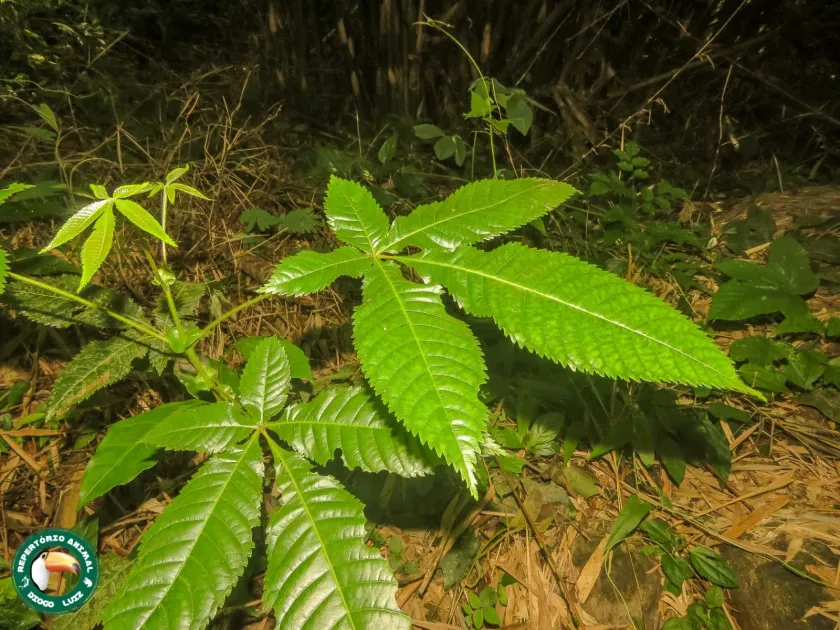 Lamanonia ternata