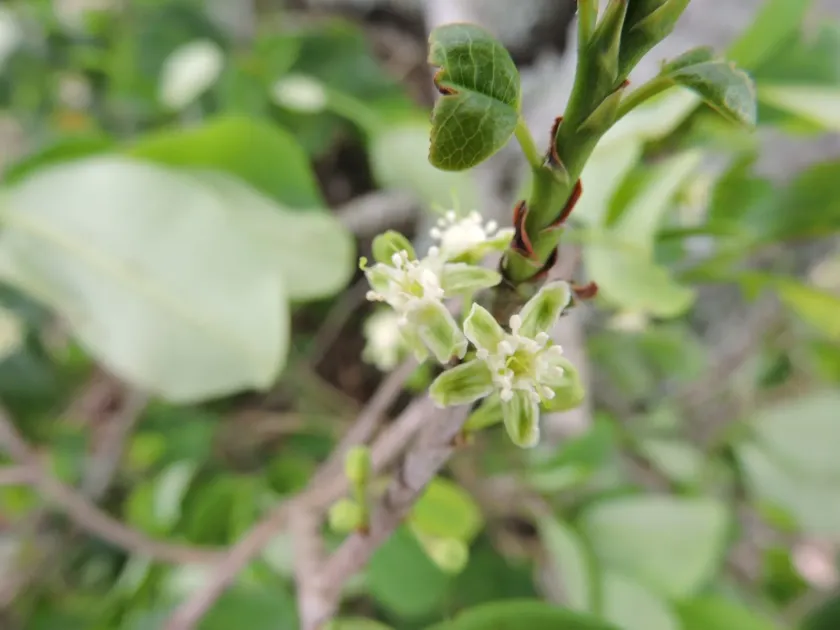 Erythroxylum argentinum
