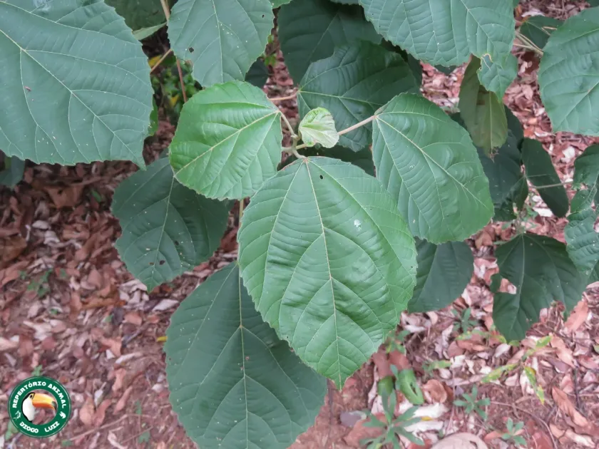 Alchornea glandulosa