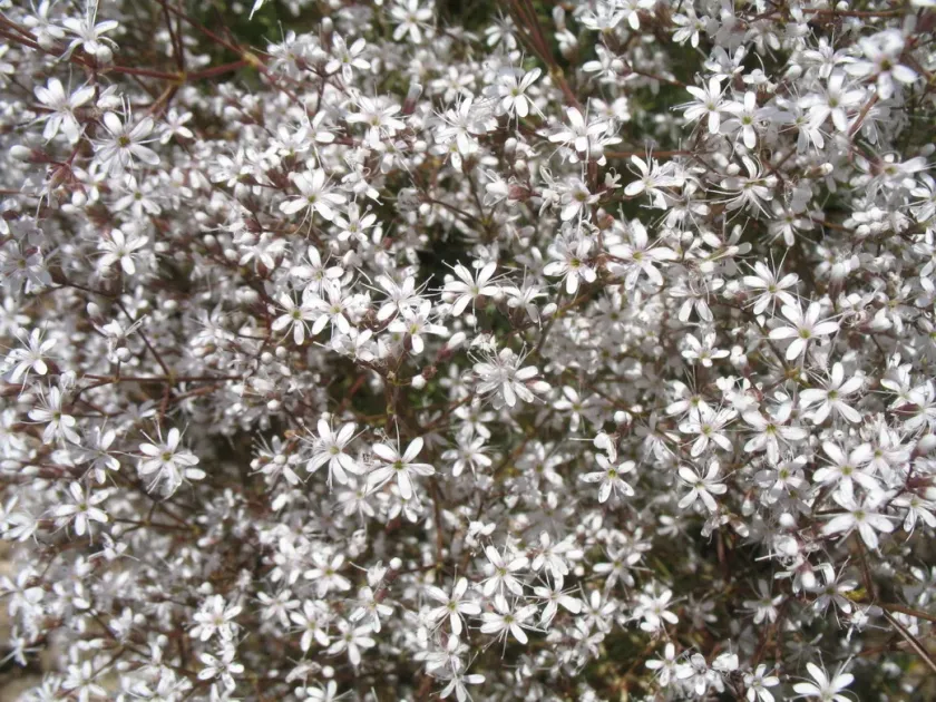 Acanthophyllum microcephalum