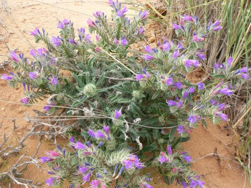 Anchusa humilis