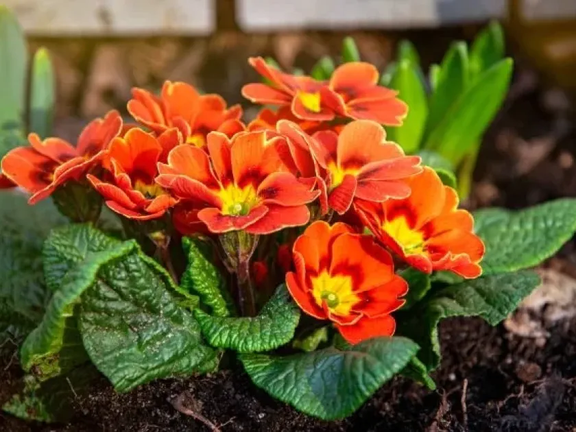 Hybrid primrose