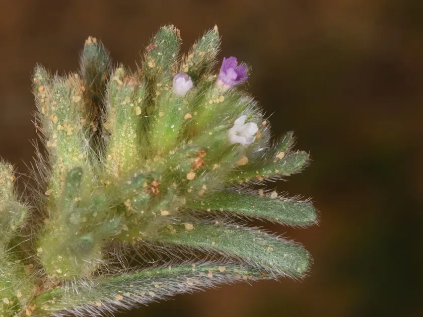 Arnebia tinctoria