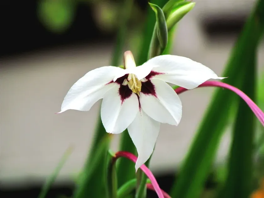 Gladiolus murielae