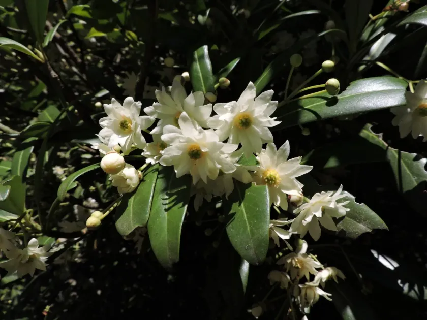 Drimys brasiliensis