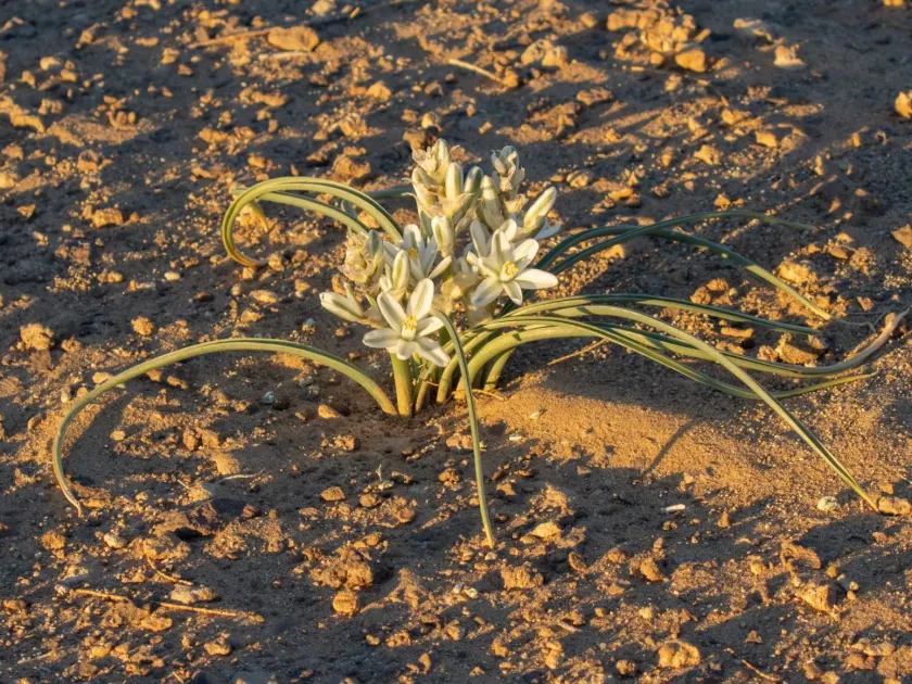 Albuca amoena