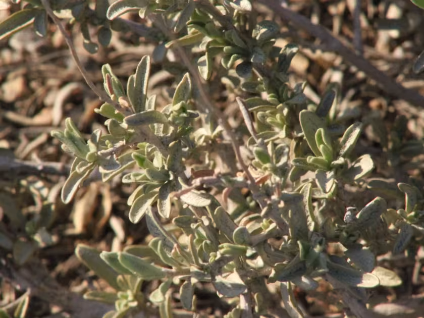 Лебеда седая