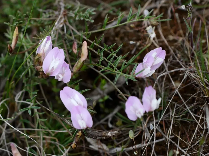 Milk-vetch
