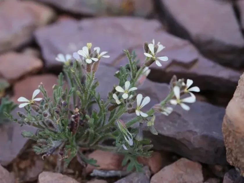 Malcolmia pygmaea