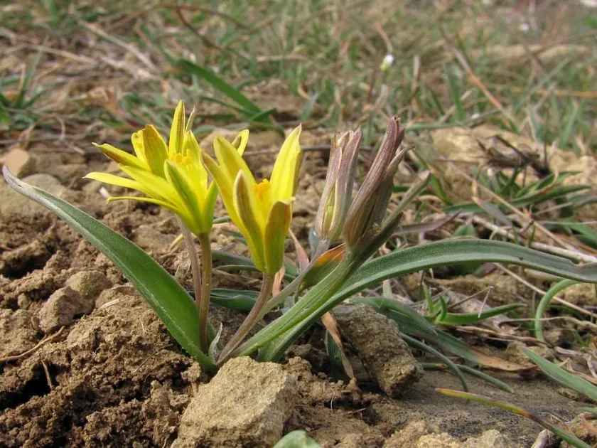 Gagea artemczukii