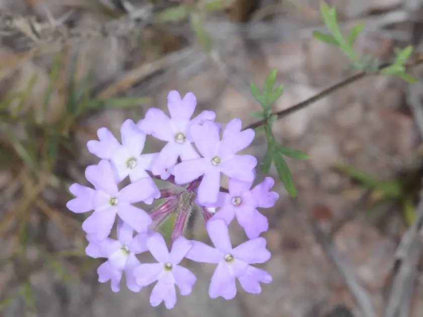 Glandularia subincana
