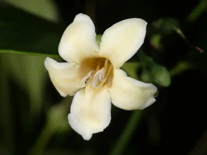 Fagraea gracilipes