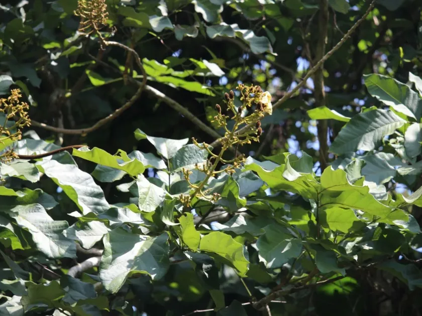 Fernandoa adenophylla
