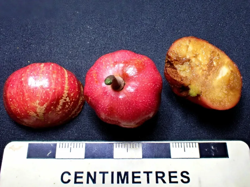 Galbulimima belgraveana