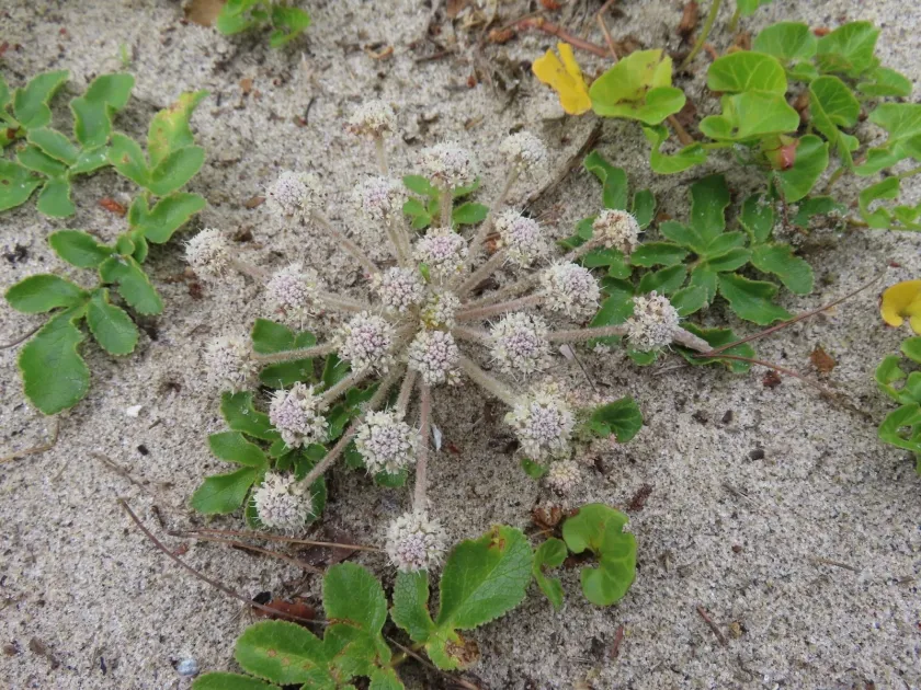Glehnia littoralis