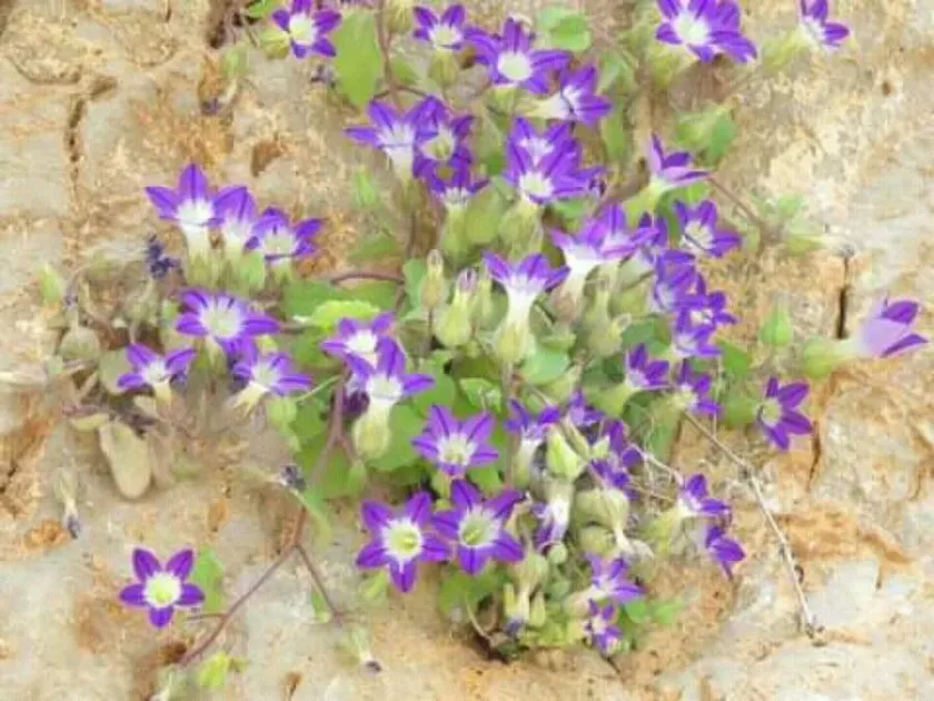 Campanula camptoclada