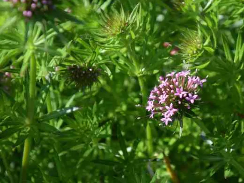 Crucianella aegyptiaca