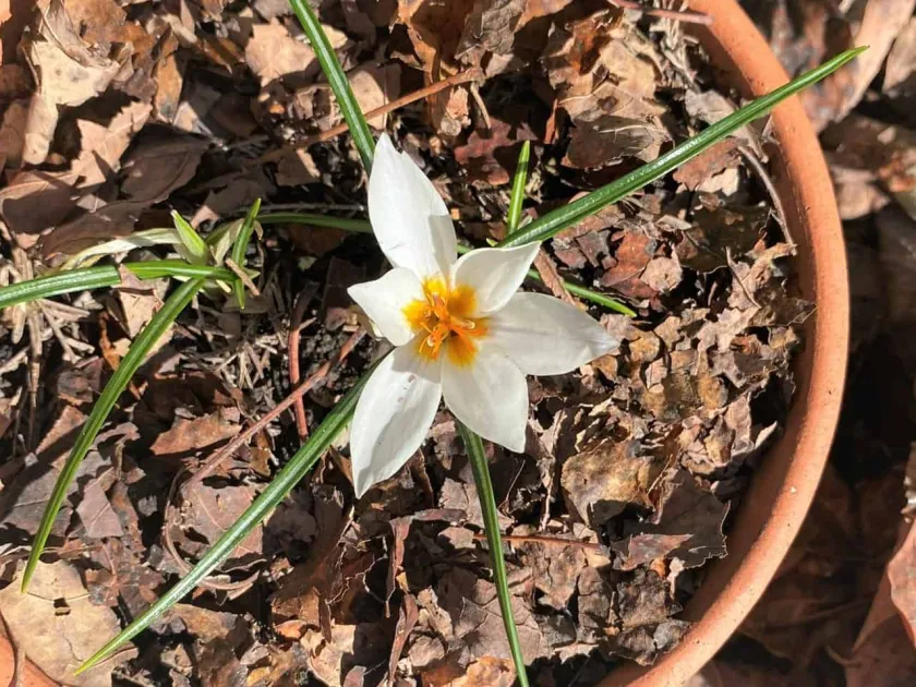 Winter crocus