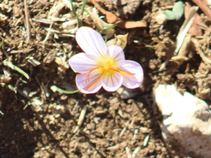 Hermon crocus