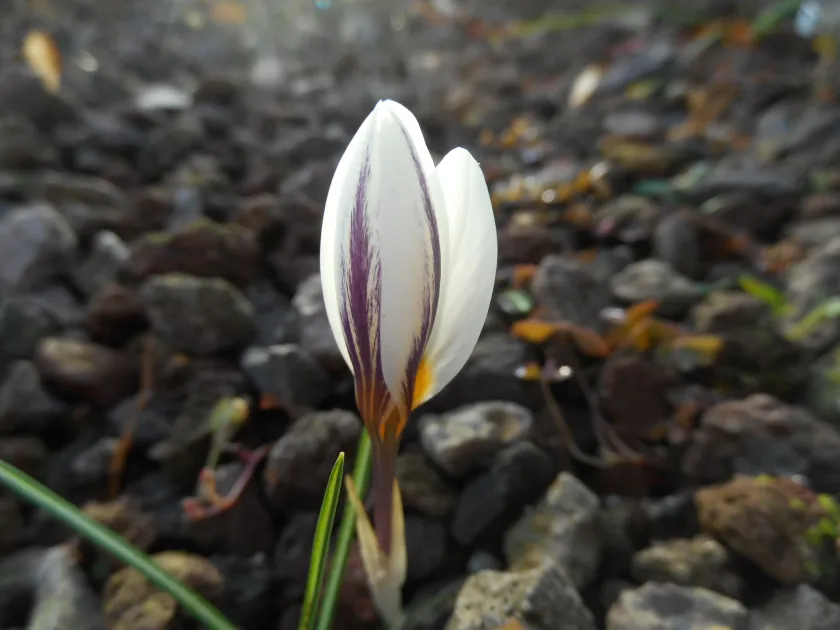 Moab crocus