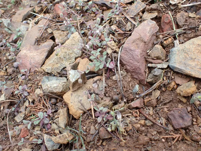 Cerastium fragillimum