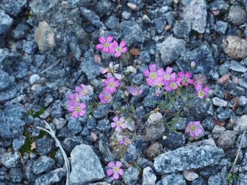 Gypsophila viscosa
