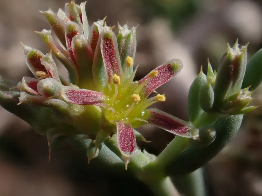 Gymnocarpos decander