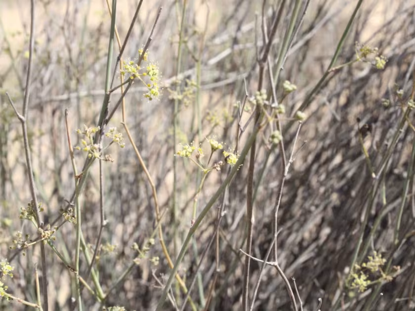 Deverra tortuosa