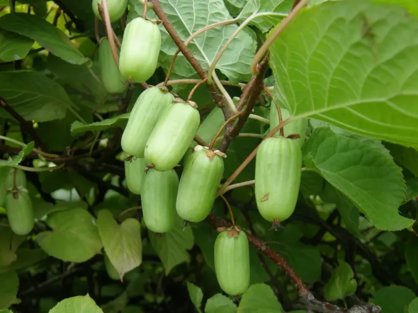 Actinidia hybrids