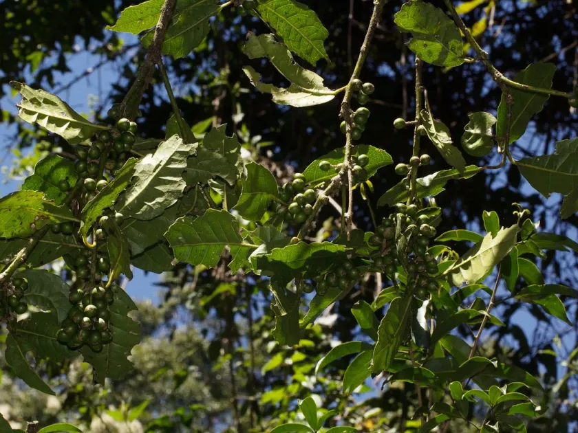 Xymalos monospora