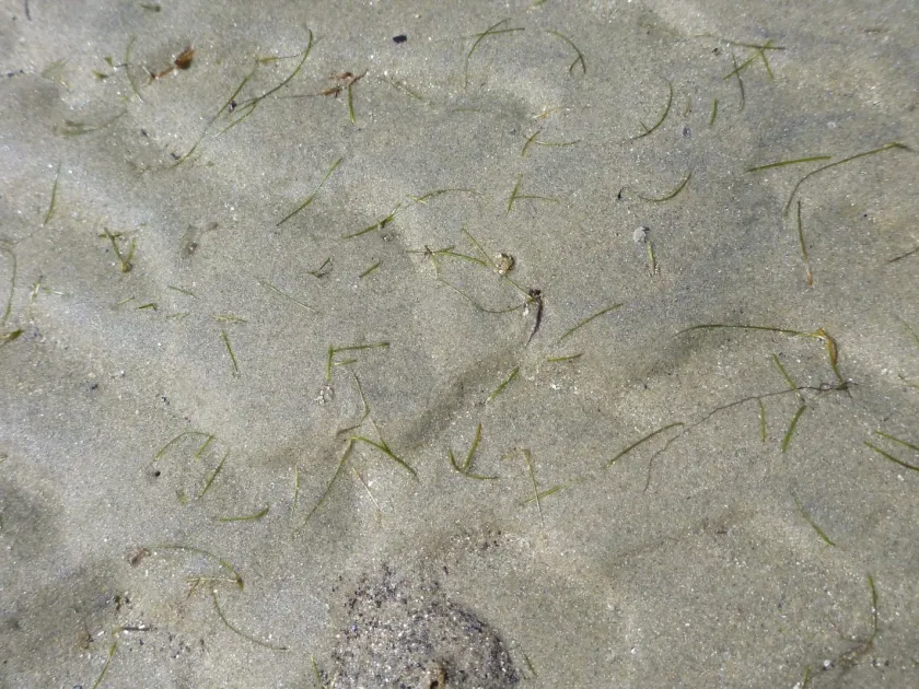 Needle seagrass