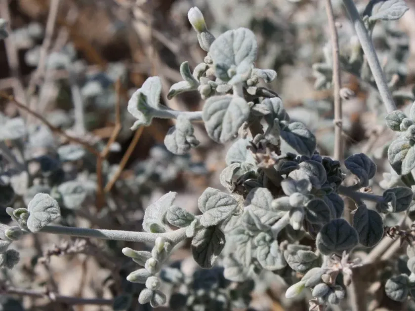 Dead Sea Heliotrope