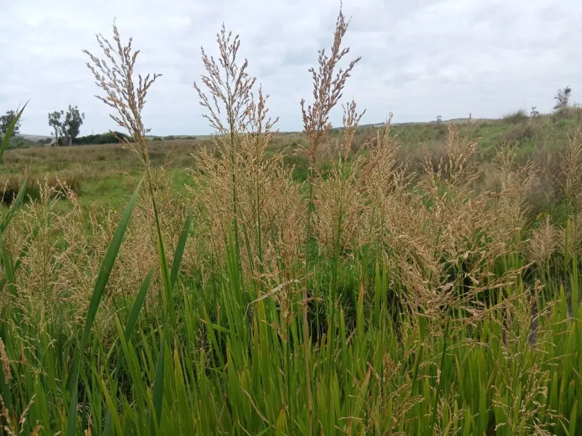 Reed sweet-grass