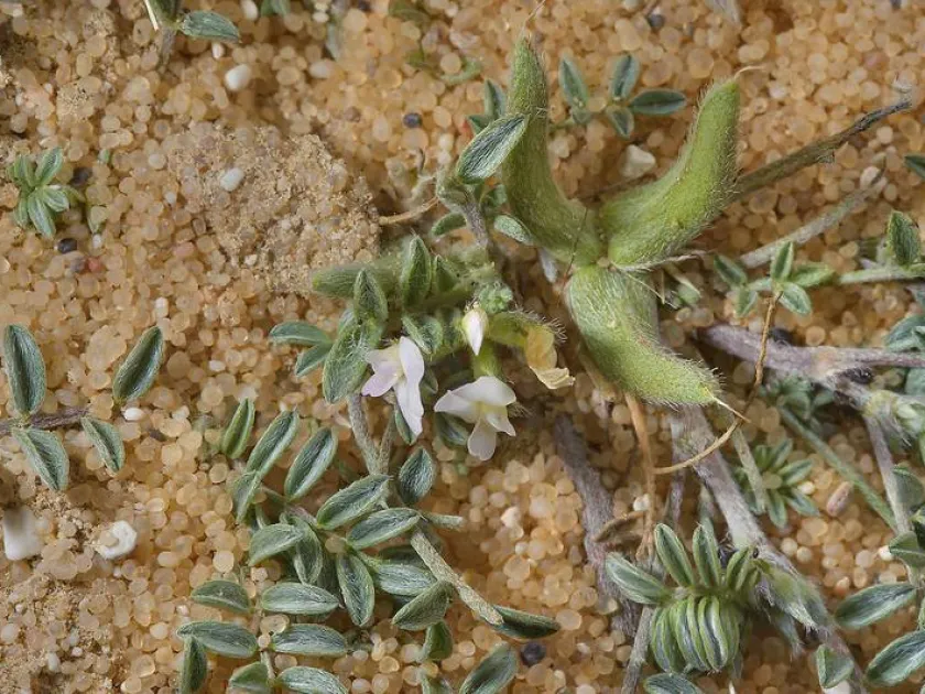 Schimper's milkvetch