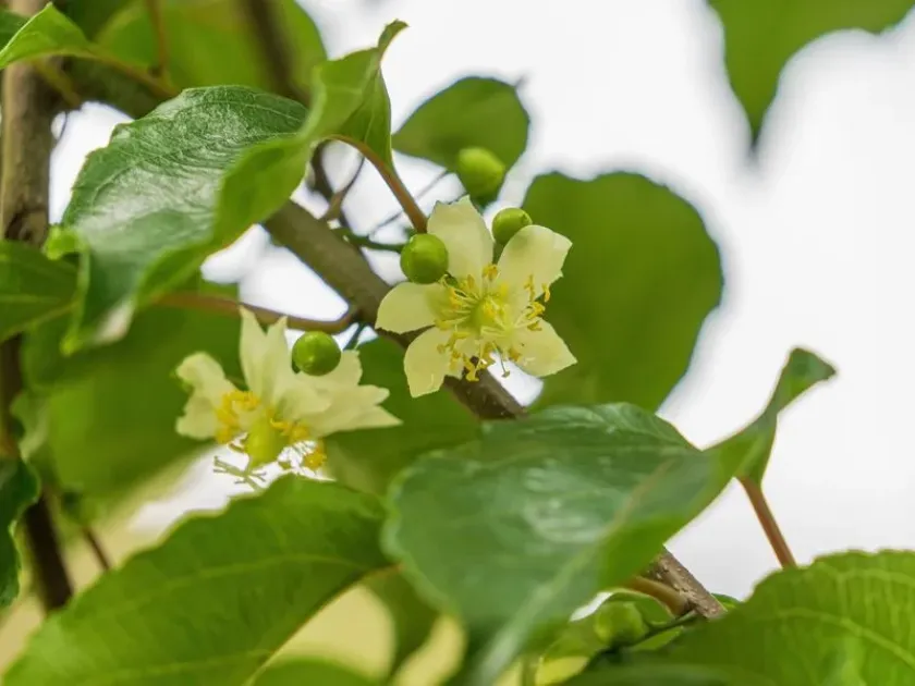 Actinidia macrosperma
