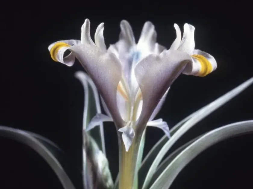 Iris pseudocaucasica