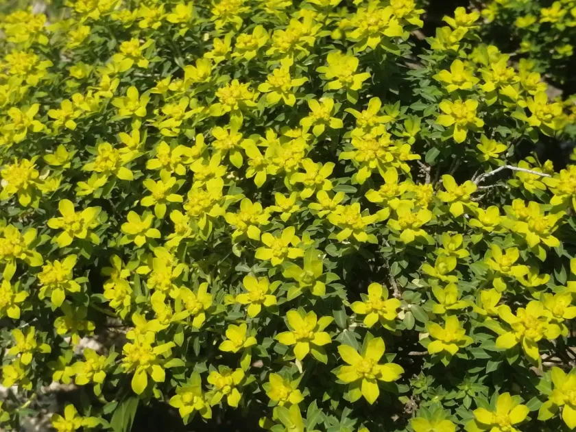 Jerusalem spurge