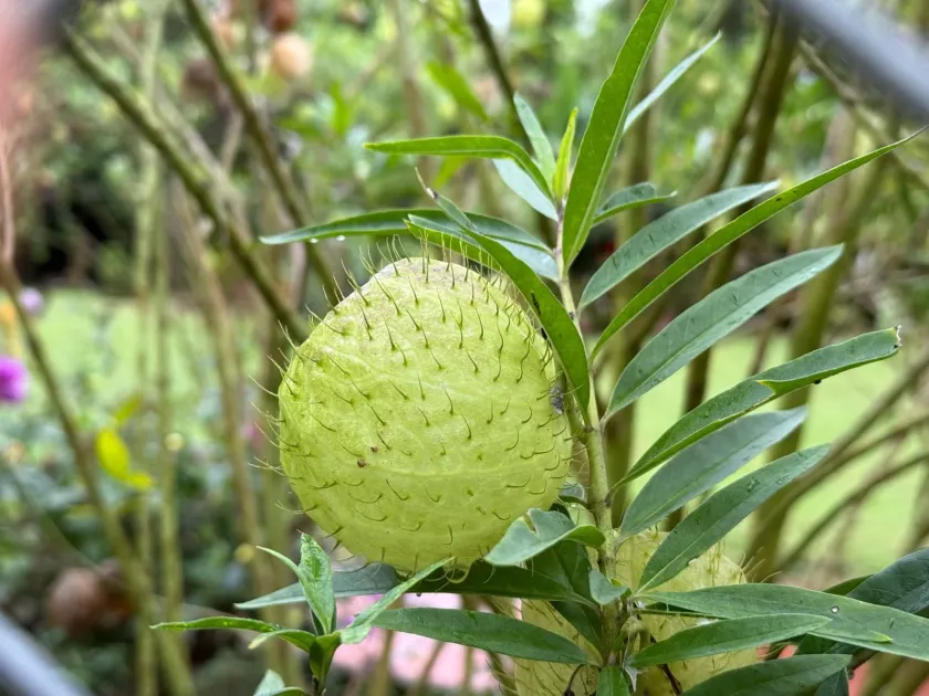 Balloon cotton bush