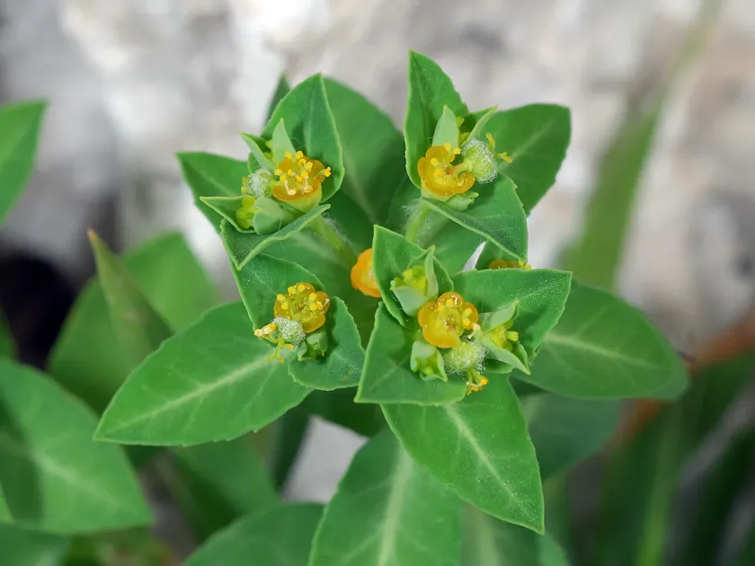 Beirut spurge
