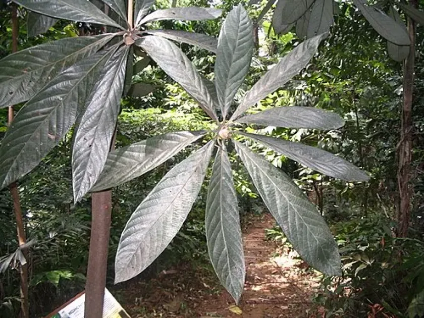 Actinodaphne rumphii