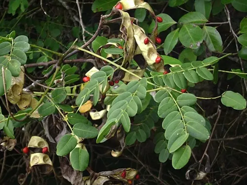 Adenanthera forbesii