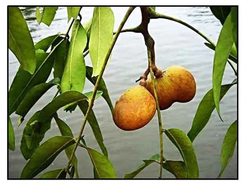 Аглая кукулата