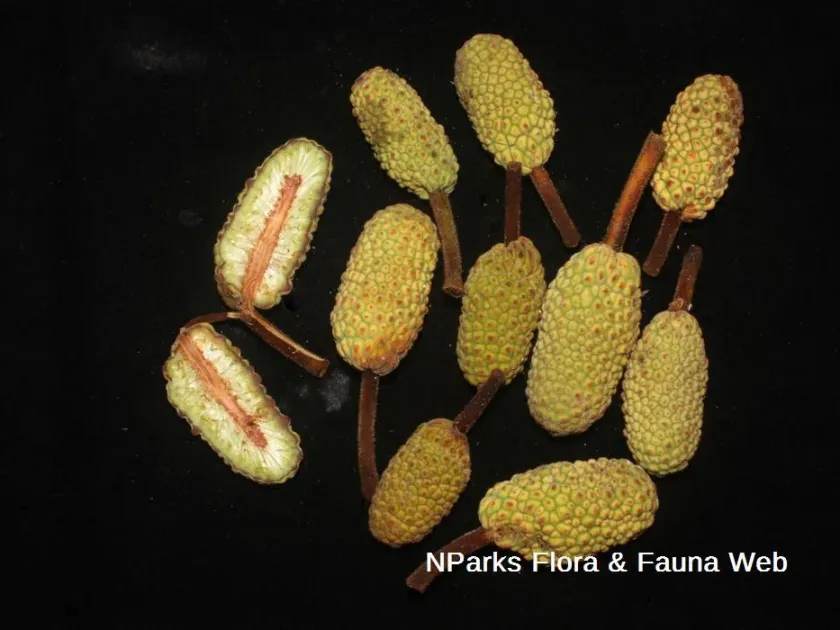 Artocarpus kemando