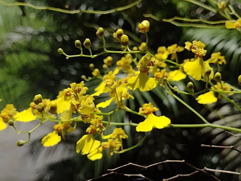 Gomesa flexuosa