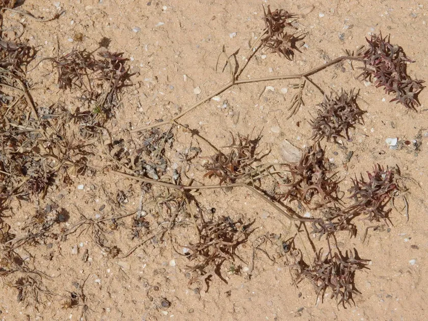Hippocrepis areolata