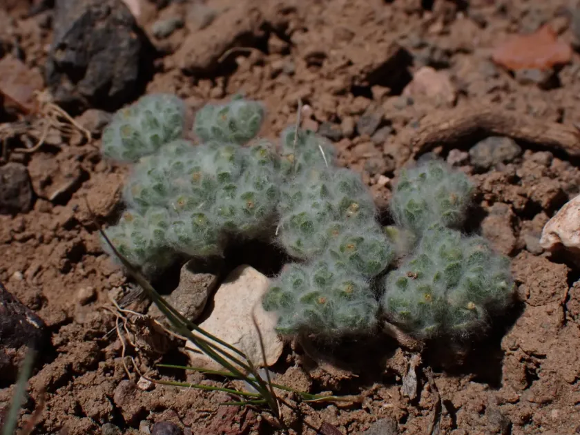 Lasiopogon muscoides