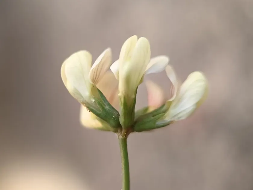 Hippocrepis constricta