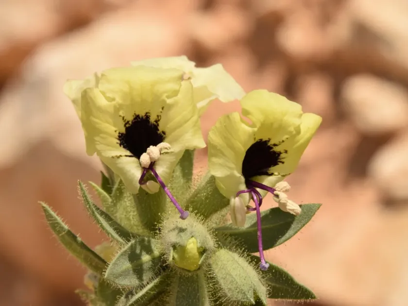 Desert henbane