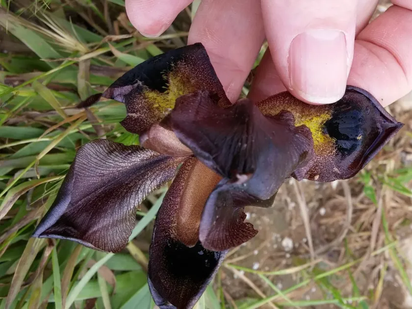 Iris atrofusca