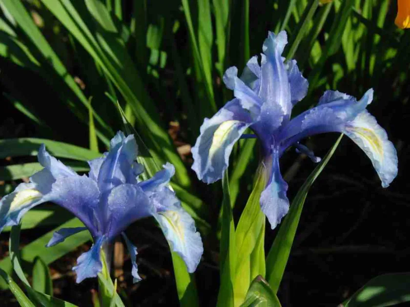 Iris aucheri